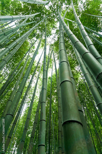 Japan  Kyoto  Arashiyama  view of the bamboo forest
