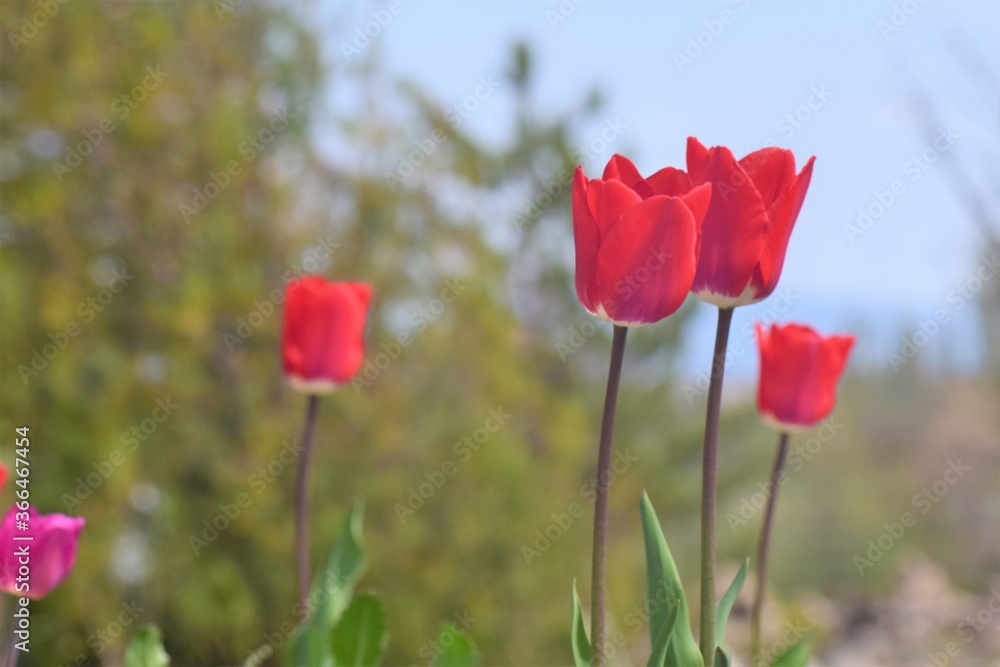 Obraz premium red tulips in spring