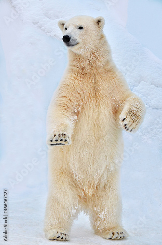 polar bear cub