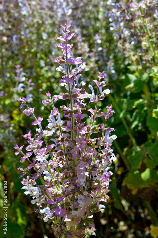 Closeup of Clary sage (Salvia sclarea) on the famous Valensole plateau, a commune in the Alpes-de-Haute-Provence department in southeastern France Closeup of Clary sage (Salvia sclarea) on the famous Valensole plateau, a commune in the Alpes-de-Haute-Provence department in southeastern France