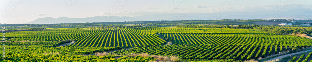 panoramic view of the vineyards in the summer, preparing the grapes for harvesting in September and making the rich wines of La Rioja Spain
