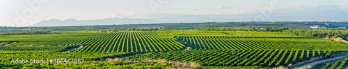 panoramic view of the vineyards in the summer  preparing the grapes for harvesting in September and making the rich wines of La Rioja Spain
