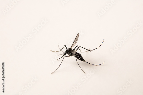 Tableau sur toile Mosquito