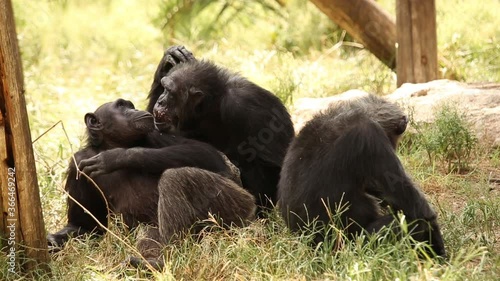 Chimpanzees perform groming to each other photo