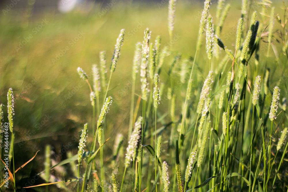 bright grass shining sun background for text