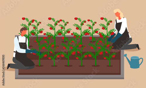 Scientists or farmers grow tomatoes. Woman and man growing and watering crops in a system without soil. Urban garden, farming. Scientists growing plants in city. Hydroponics conception. Flat image