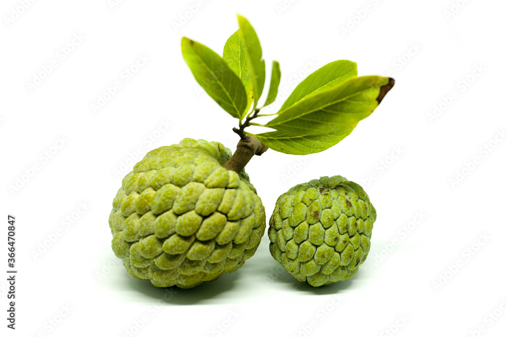 Two Fresh Organic Sugar Apple Srikaya Side By Side Isolated on White Background Two Fresh Organic Sugar Apple Srikaya Side By Side Isolated on White Background