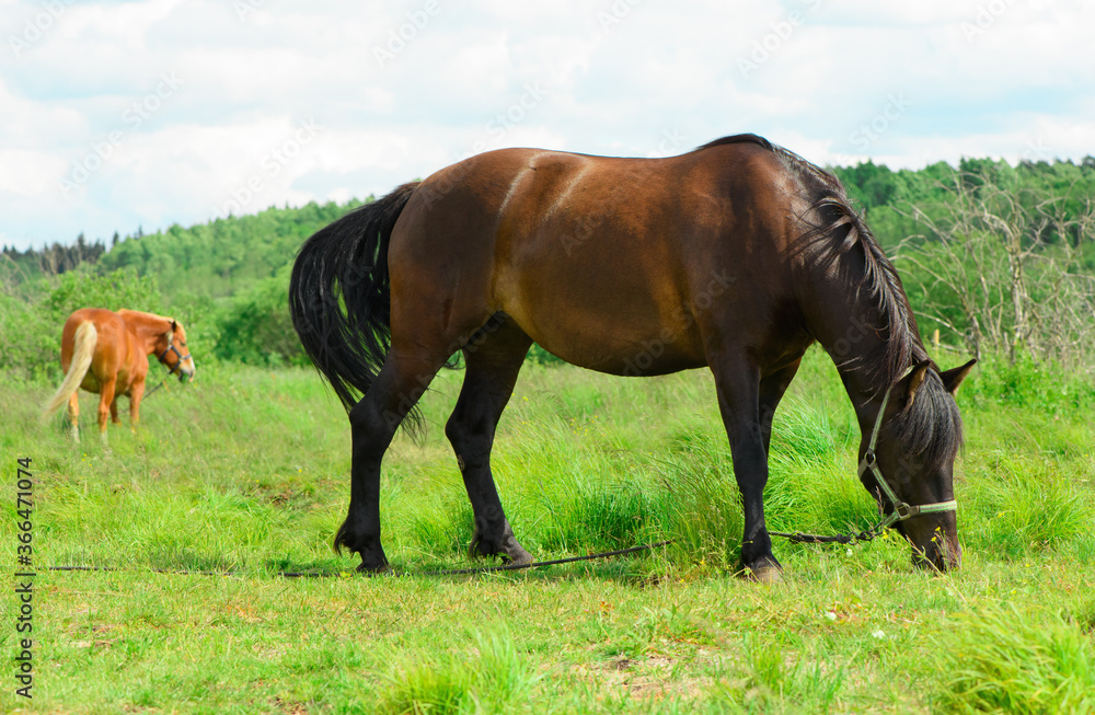 The bay horse is standing on the pasture and eating the grass. The bay horse is standing on the pasture and eating the grass.