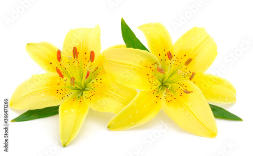 Two yellow lily.