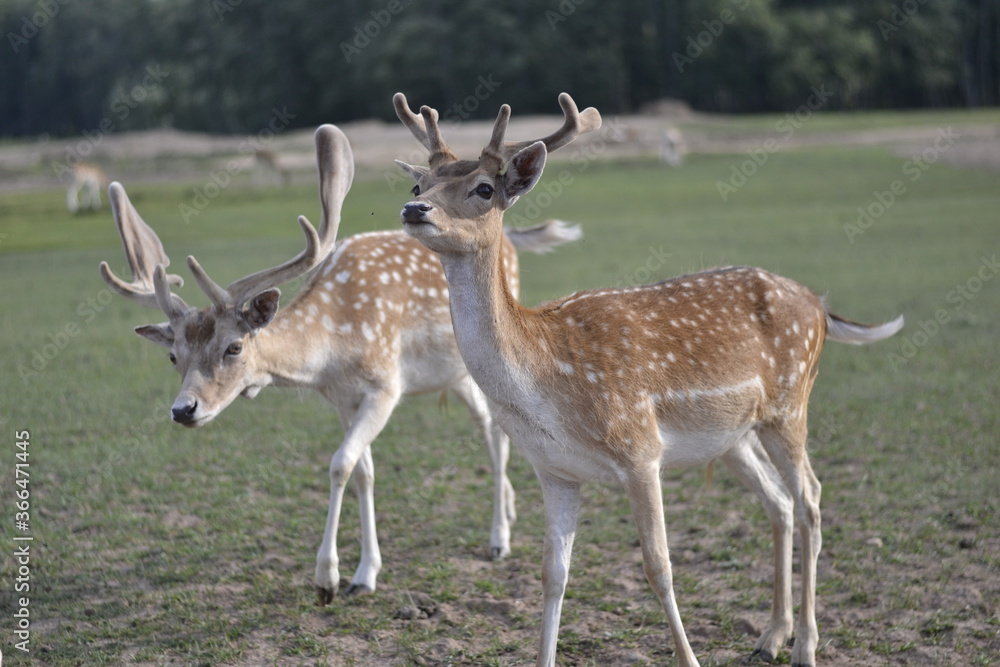Beautiful young with white spots on green grass Beautiful young with white spots on green grass