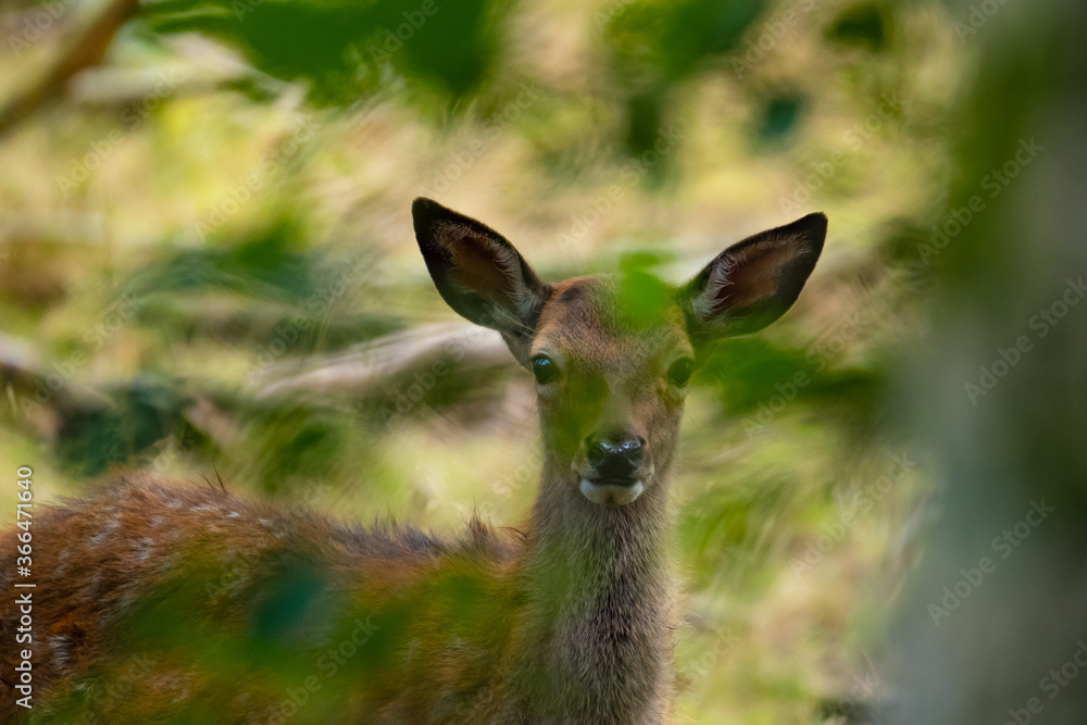 Ein Rothirschkalb allein im Wald Ein Rothirschkalb allein im Wald