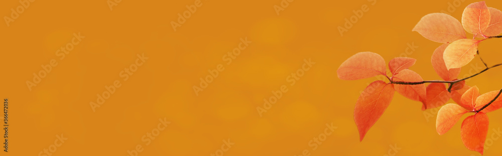 Autumn background. Colorful red fall maple leaves and abstract sun light Autumn background. Colorful red fall maple leaves and abstract sun light