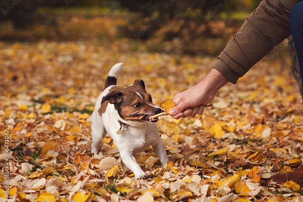 Dog days of autumn. Purebred Jack Russel Terrier dog outdoors in the nature on grass on a autumn day. Playful mood. Funny expressive leisure time Dog days of autumn. Purebred Jack Russel Terrier dog outdoors in the nature on grass on a autumn day. Playful mood. Funny expressive leisure time
