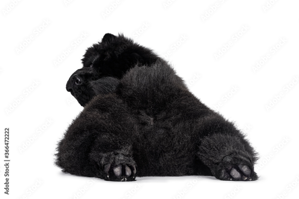 Fototapeta premium Majestic solid black Chow Chow dog pup, laying down backwards. Looking over shoulder towards camera. Hind paws stretched like seal.