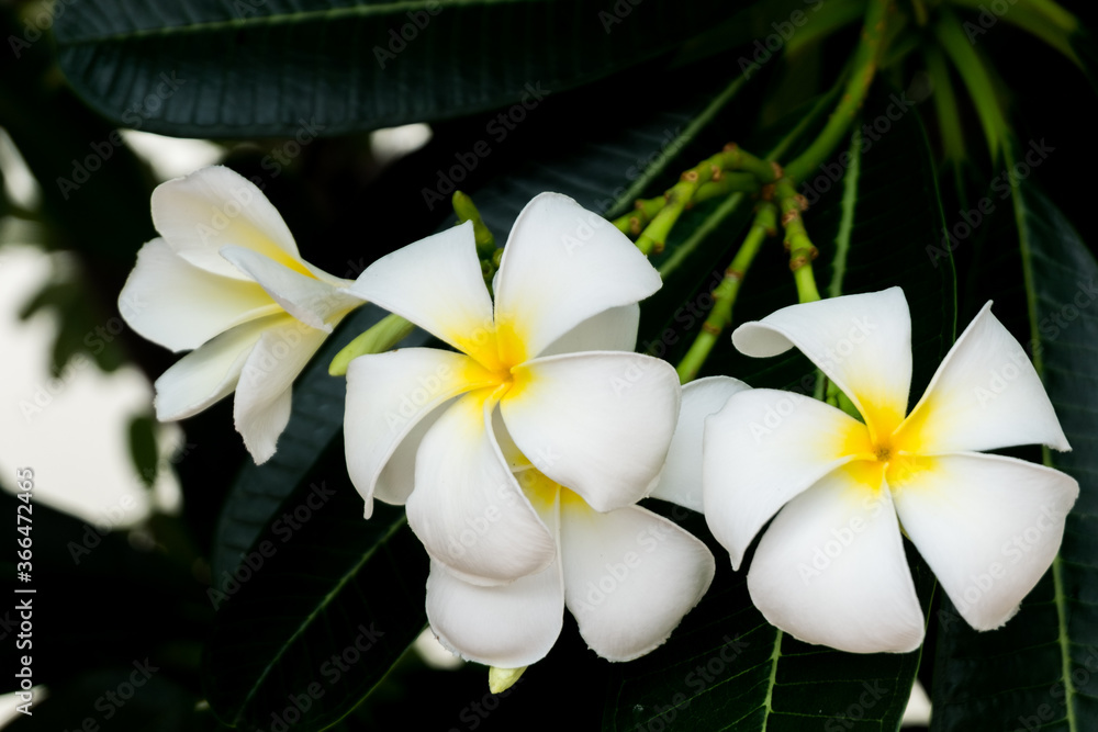 Fototapeta premium the flower call Frangipani or Plumeria or Temple Tree or Graveyard Tree. a lot of white flowers in the tropic forrest.