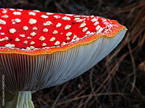 Extreme closeup of a vibrant fly agaric mushroom  against a blurry background