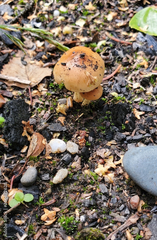 Fototapeta premium fallen autumn leaves