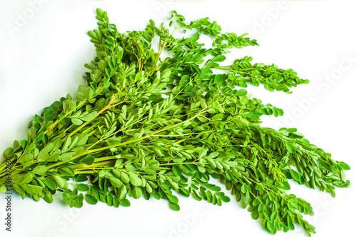 Moringa Oleifera Drumstick Tree Leaves in Isolated White Background