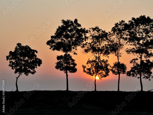 Silhouette of tree on sunset. Summer vacation and natural adventure concept