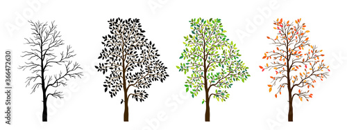 Tree seasons nature background. Vector illustration