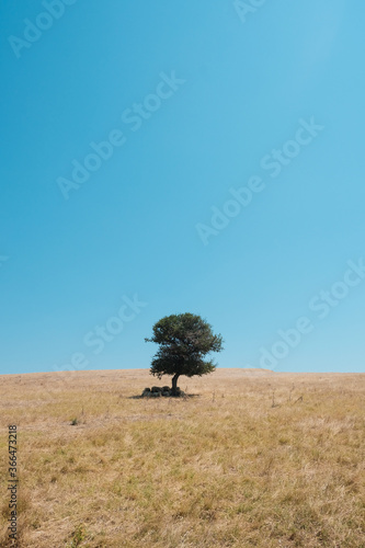 Center framed single olive tree with goats underneath it for shade in the fields with absolute clean blue sky