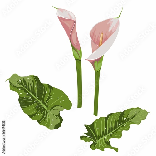 Set of pink arum lilies on white. Illustration of affectionate flowers with leaves. Zantedeschia, calla lily used as highly valued ornamental plants.