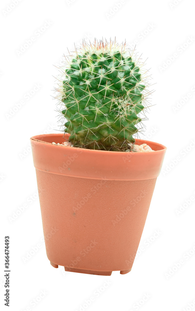Green cactus isolated in pot on white background. Green cactus isolated in pot on white background.