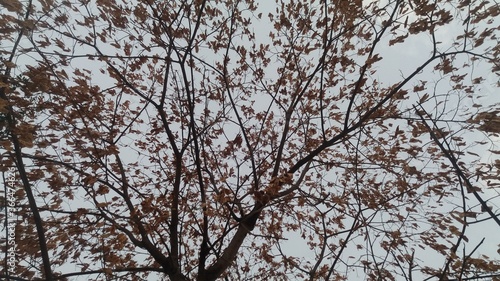 background with tree full of dried leaves
