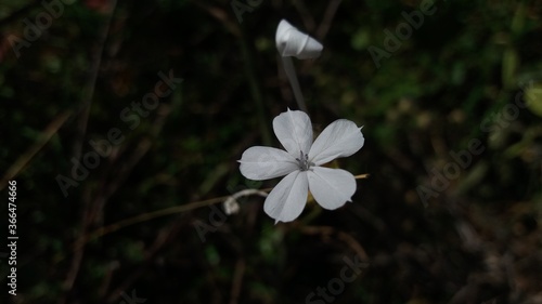 a beautiful flower with dark background