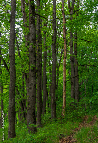 long trunks of oak trees in the summer forest