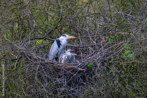 Ein Graureiher im Nest bei seinem Nachwuchs photo