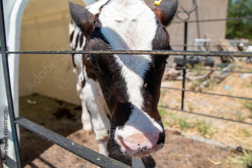 Sacrifice cows in animal farm. lactating cows. sacrificial cattle. cattle farm. © mckaya