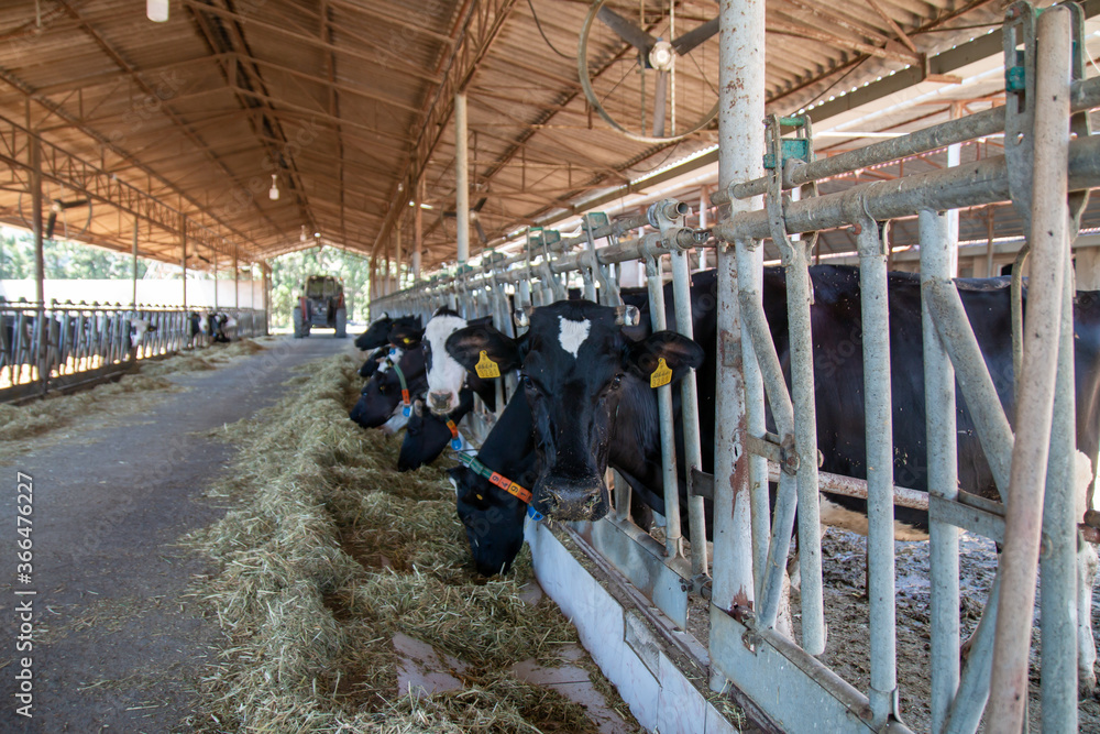 Sacrifice cows in animal farm. lactating cows. sacrificial cattle. cattle farm. Sacrifice cows in animal farm. lactating cows. sacrificial cattle. cattle farm.