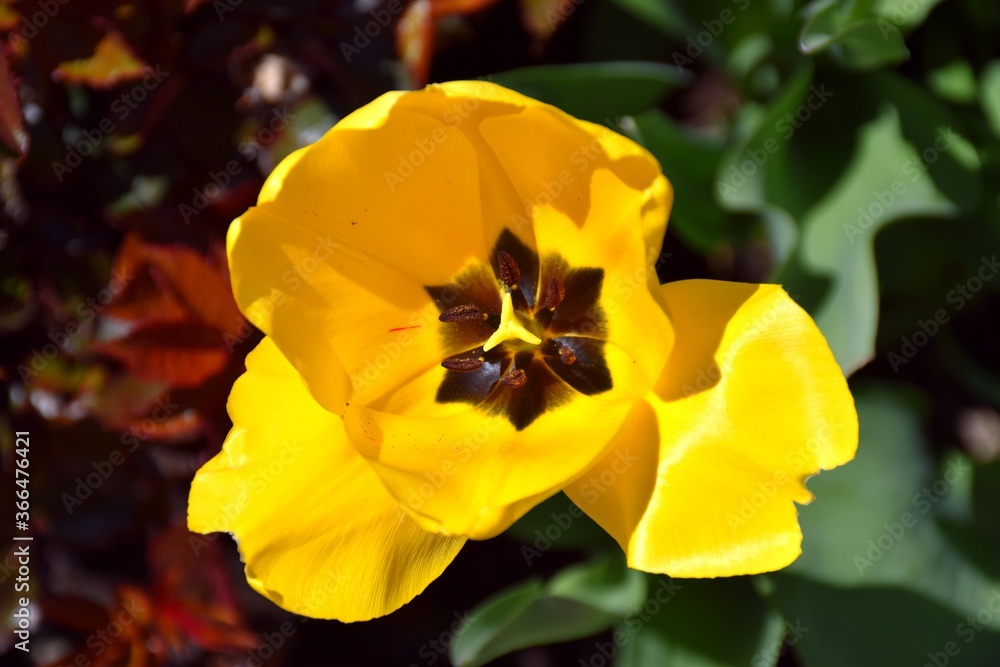 Yellow tulip flower close up with the interior in view. Yellow tulip flower close up with the interior in view.
