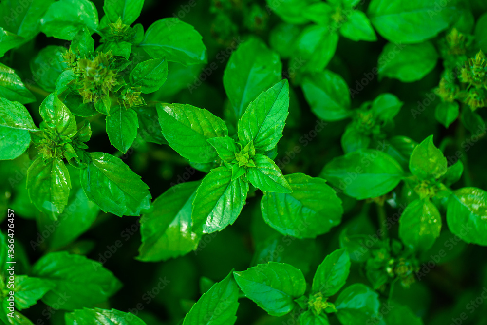 Mint leaves background. Green mint growing in garden. Mint leaves background. Green mint growing in garden.