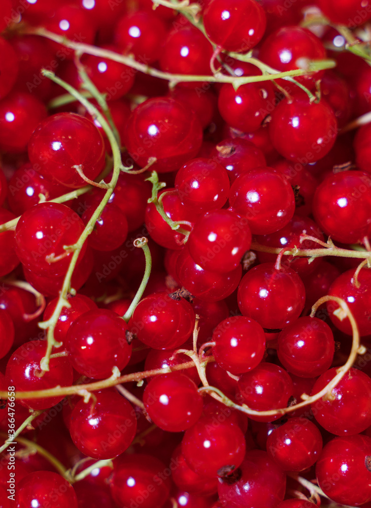 Pile of ripe red currants with stalks. Pile of ripe red currants with stalks.