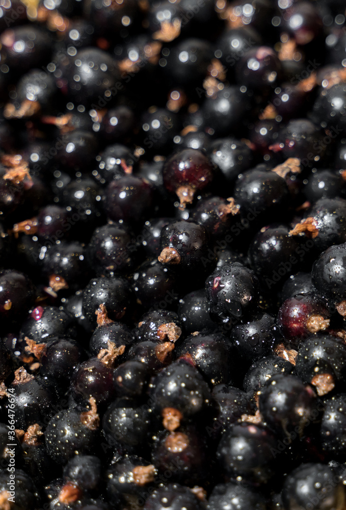 Pile of ripe black currants with stalks. Pile of ripe black currants with stalks.
