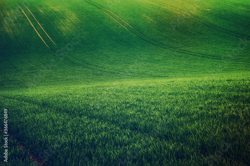 Фотография Green grass field background