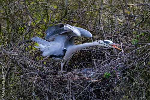 Ein Graureiher streckt seine Flügel photo