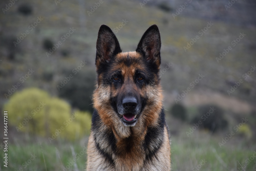 German Shepherd (Alsatian) portrait with blurred mountain background. German Shepherd (Alsatian) portrait with blurred mountain background.