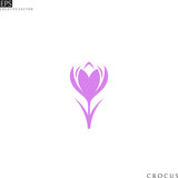Crocus. Purple flower