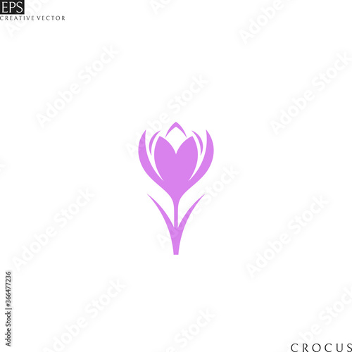 Crocus. Purple flower