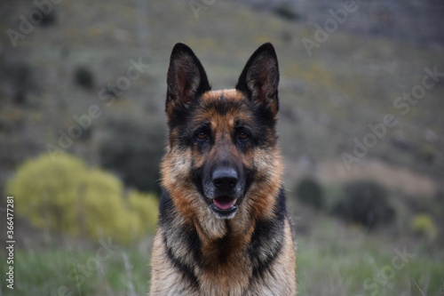 German Shepherd (Alsatian) portrait with blurred mountain background.
