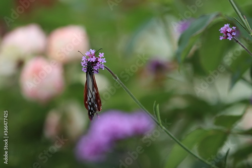 花にぶら下がるアサギマダラ蝶
A butterfly named Parantica sita hanging on a flower. photo