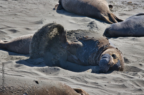 Elephant seal rookery in San Simeon California