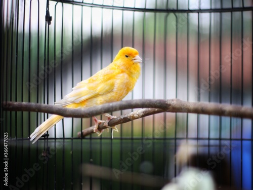 Yellow canary sitting on the twig in the cage.Selective focus
