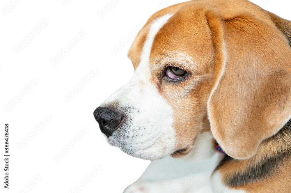 Close up face of Beagle dog face on isolated white background