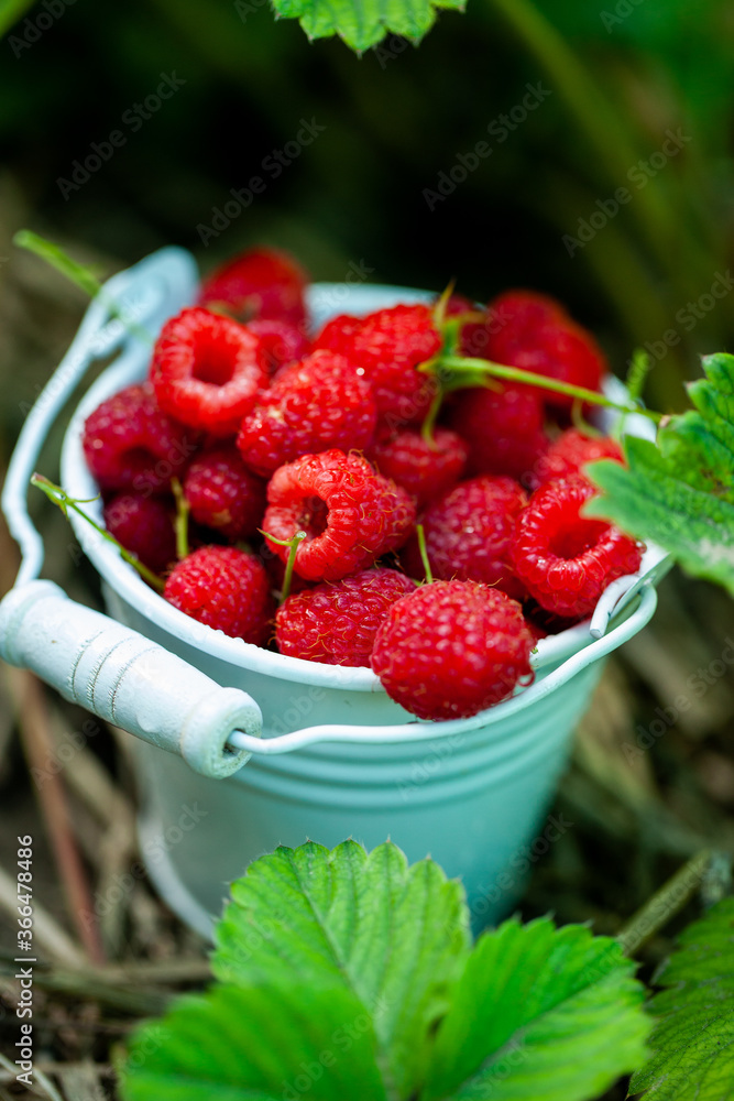 fresh raspberries in basket. Berries in garden. Organic healthy food. Fruits. fresh raspberries in basket. Berries in garden. Organic healthy food. Fruits.