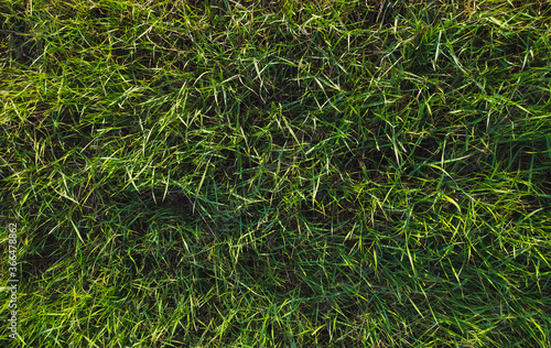 Long green grass on the field in the warm rays of the sunset sun.