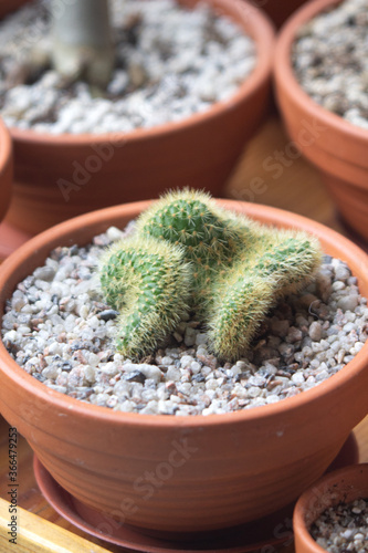 Isolated photos of the cactus succulent plant Cleistocactus winteri 